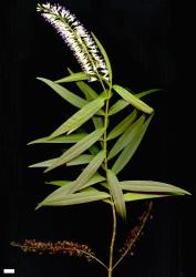 Veronica angustissima. Sprig. Scale = 10 mm.
 Image: M.J. Bayly & A.V. Kellow © Te Papa CC-BY-NC 3.0 NZ